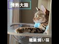 【メル日記】情熱大陸〜メルバージョン〜 トイガー 情熱大陸 猫好き 猫動画