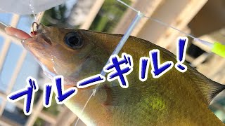 いい感じにブルーギルが釣れてめっちゃ楽しかった