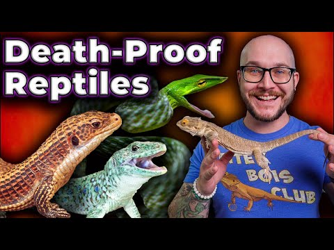 Top 5 Bulletproof Reptiles! The Healthiest, Least Prone to Sickness and Death Reptiles! (RIP Bob)