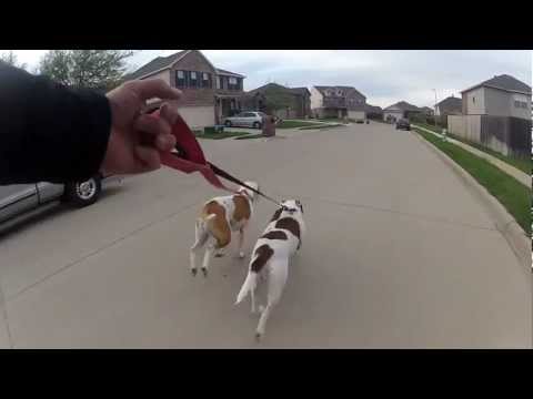 Sullo skateboard tirato dai suoi cani