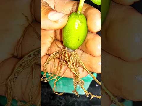 , title : 'How To Propagate Jujube Tree Fast With Natural Aloe Vera . 100% Success'