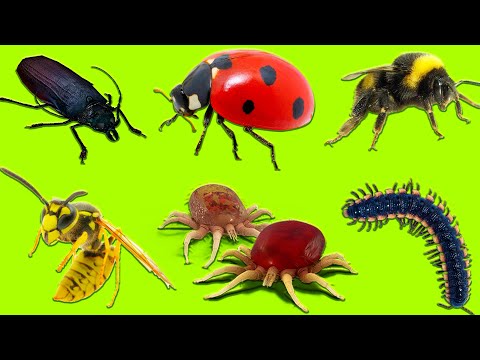 Learn Insects | Learn Names and Sounds of Insects for Kids in English 2