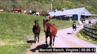 preview picture of video '2013 Marriott Ranch - Running Horses'