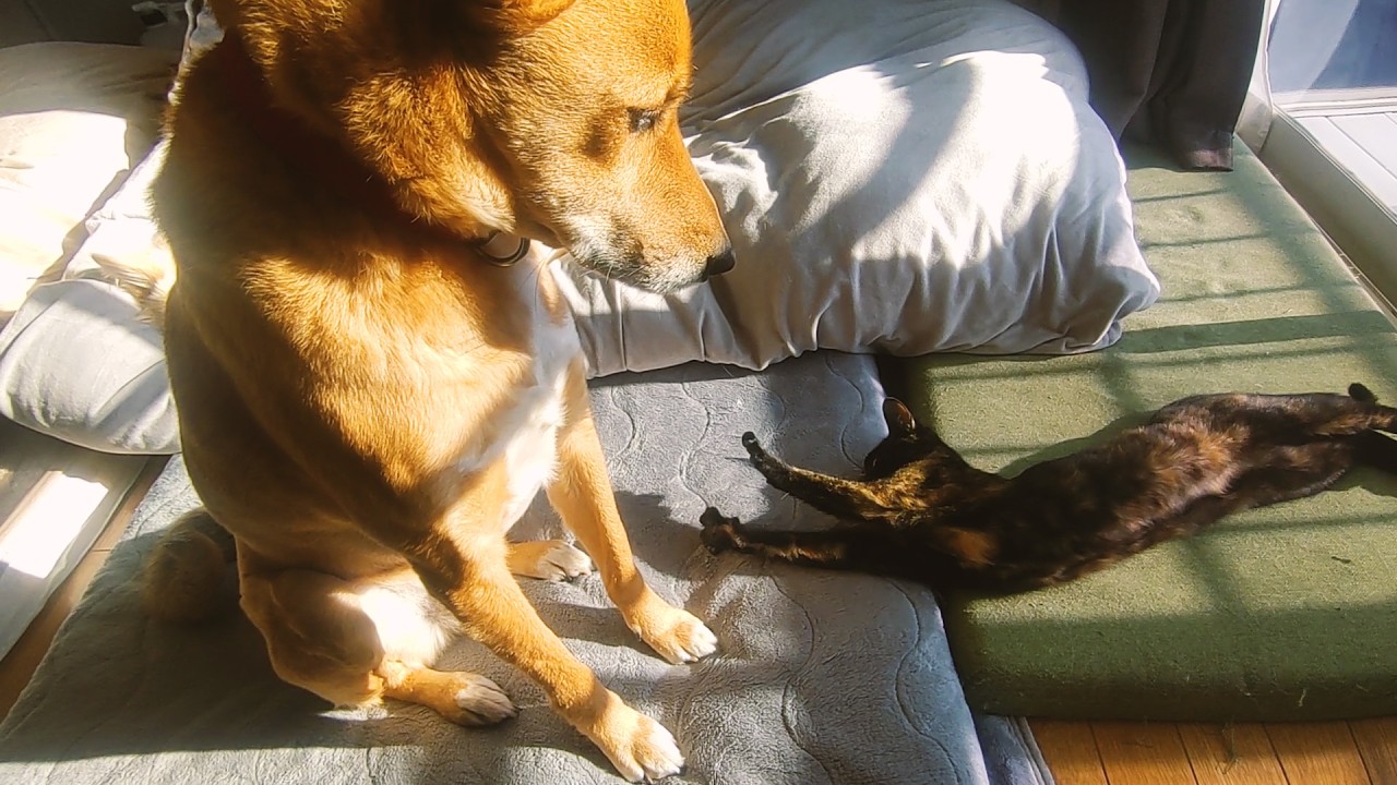 遊んでほしい猫