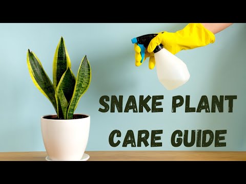 Ultimate Snake Plant Care Guide: Tips to Grow Healthy Sansevierias #snakeplant #houseplants