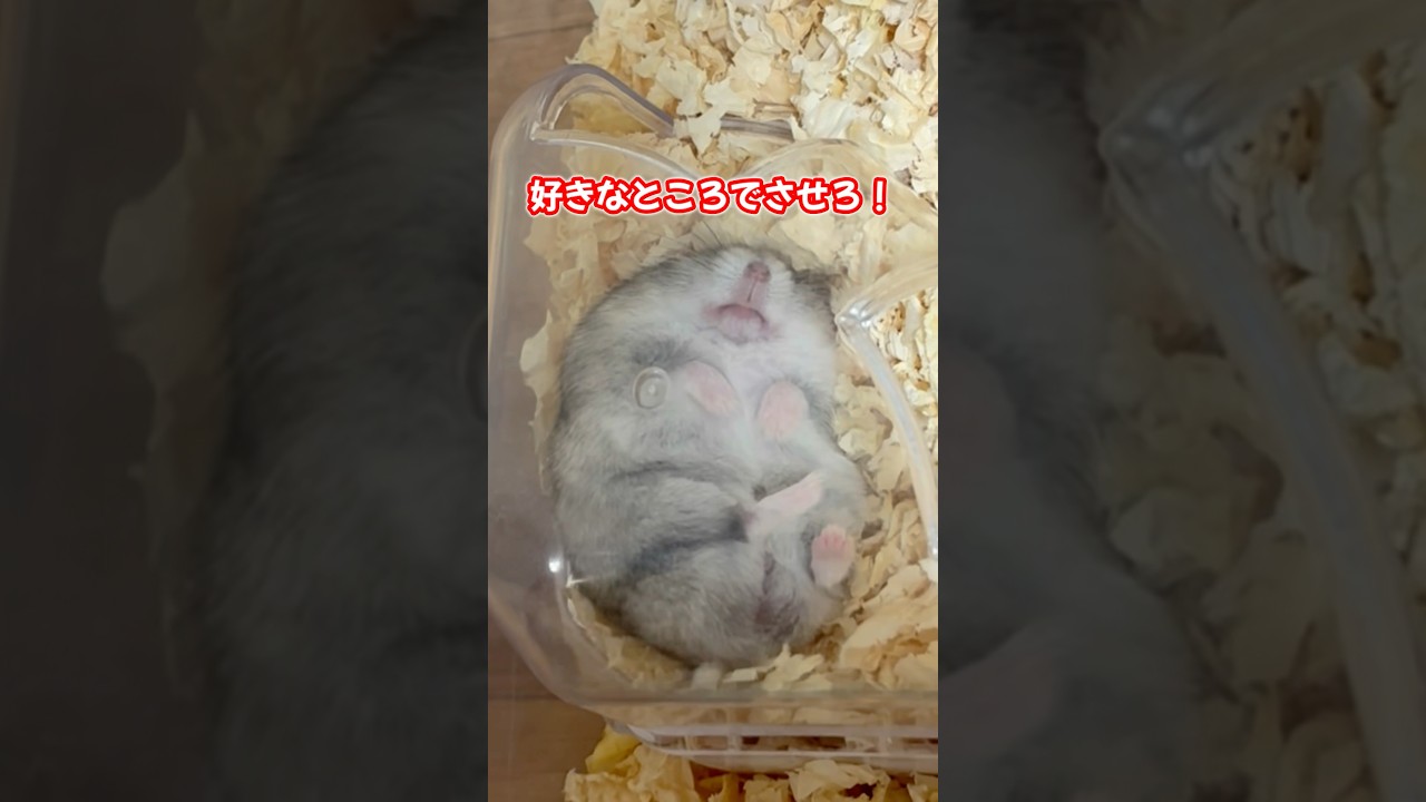 覚えないトイレはこれで解決⁉︎ #ハムスター