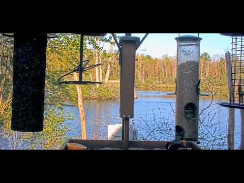 Bird Feeding Station Cam Alabama (Over 60+ Species Identified)!