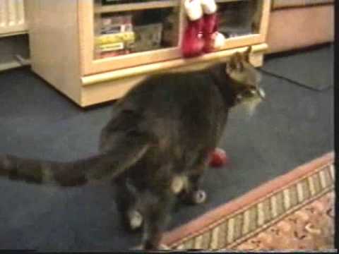 Have you seen my pussy cat