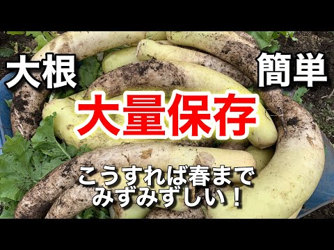 大根の保存方法:こうすれば長持ちします 庭の練習