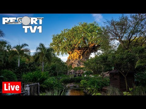 download lagu mp3 mp4 Animal Kingdom Streaming, download lagu Animal Kingdom Streaming gratis, unduh video klip Animal Kingdom Streaming