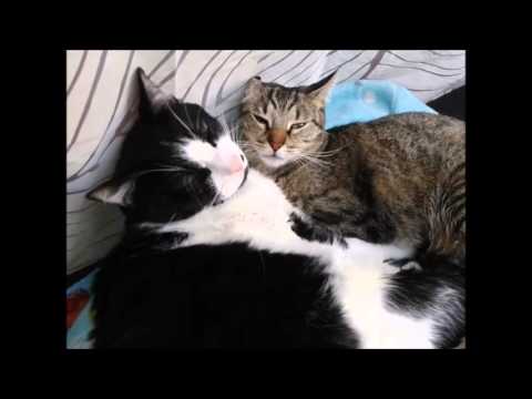 Cats in love
