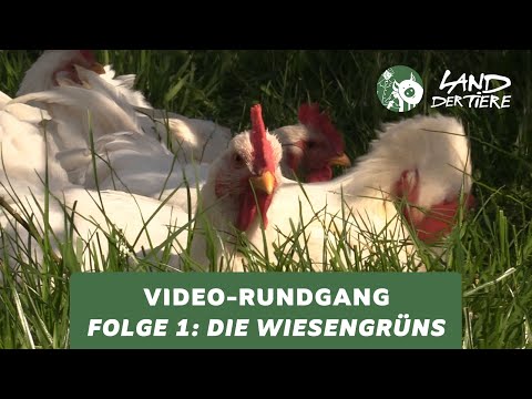 Land der Tiere-Video-Rundgang – Folge 1:  Bei den Wiesengrüns 🐔💚
