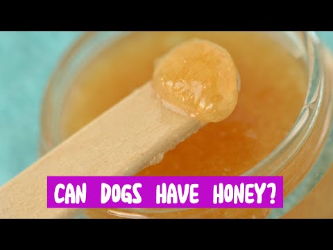 Can Dogs Have Honey? Navigating Sweet Treats for Canine Health