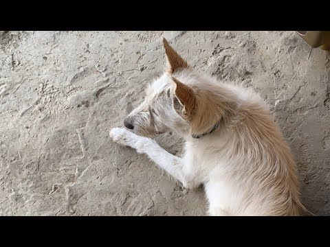 कालिज का चौकिदार भोटे कुकुरringneck pheasant in nepal
