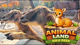 Animal land 3 Sika deer