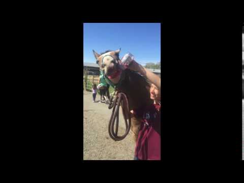 YouTube video about: Can horses drink gatorade?