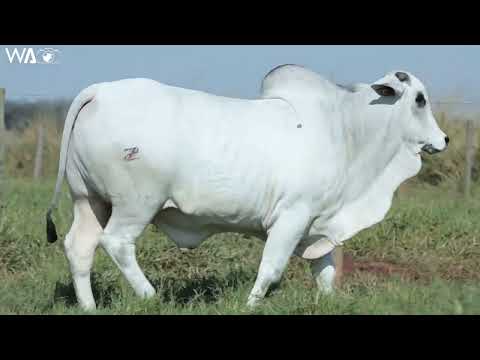 LOTE 10 - REMC A3721 - 19º MEGA LEILÃO GENÉTICA ADITIVA 2022