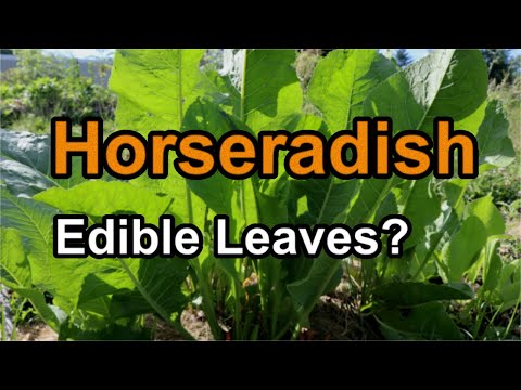 ホースラディッシュを使ったガーデニング: 庭にホースラディッシュを植えるにはどうすればよいですか?