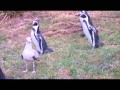 Penguins Chasing Seagulls At The Welsh Mountain Zoo