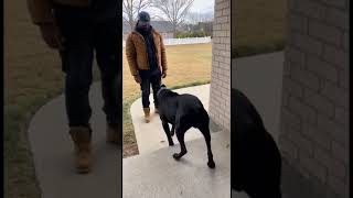 Cane Corso Meets Owner’s Friend for the FIRST TIME  | trained dog |  #canecorso #dogtraining