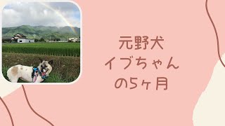 元野犬イブの5ヶ月-Eve's 5 months life after being rescued. #迷子犬捕獲