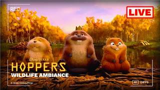 LIVE Wildlife Camera Nature Ambiance | Hoppers