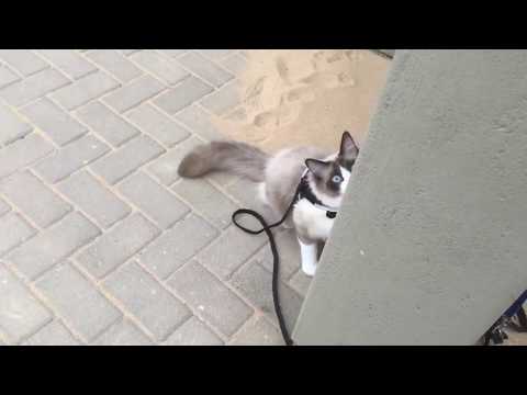 Sweety 🥰 #Katze #cat #namibia