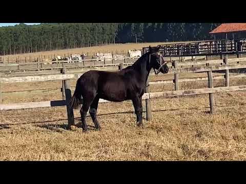 Lote 08   JA LIBERTADOR X DINASTIA DA IMBUIAL