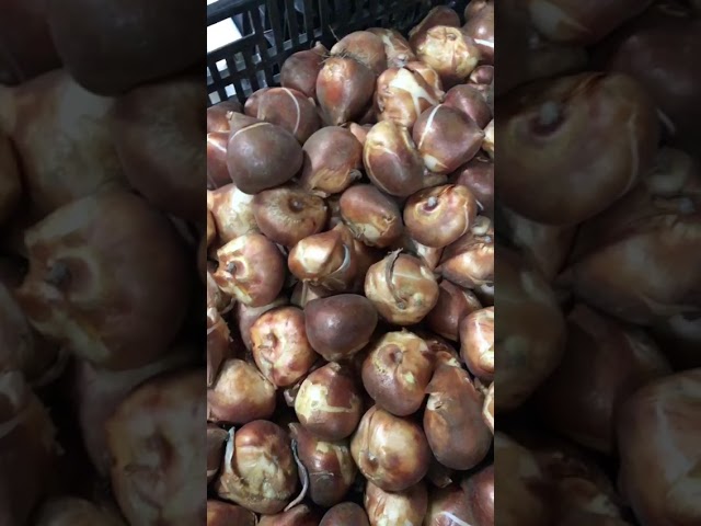 Стандарт поставки видео №1 Тюльпан Нови Сан