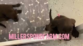 Video preview image #1 Labrador Retriever Puppy For Sale in WAGENER, SC, USA