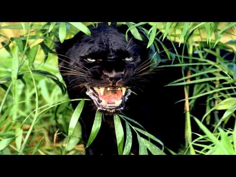 Cosmo Korg - Bongo HQ