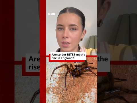 Is the bite of the false widow spider dangerous? #Spider #UK #BBCNews