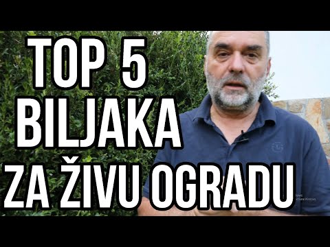 TOP 5 biljaka za živu ogradu