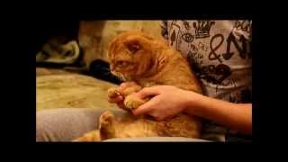 Смотреть онлайн Способ подстричь когти ненормальному коту