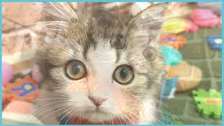 ペットショップCOO&RIKU No00705016(ミヌエット)