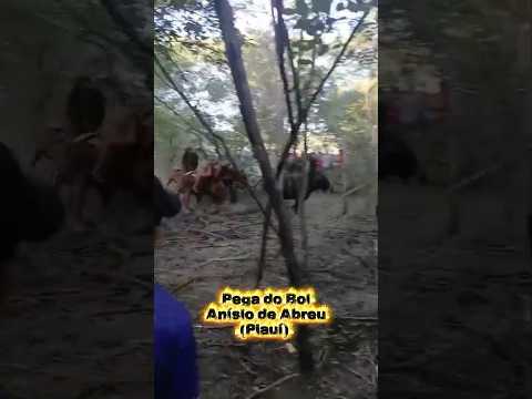 Pega do Boi em Anísio de Abreu #piauí #festa #brasil #nordeste