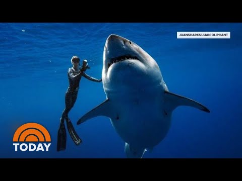 Hawaii Diver Swims With Record Breaking Largest Great White Shark | TODAY