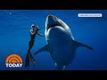 Hawaii Diver Swims With Record Breaking Largest Great White Shark | TODAY