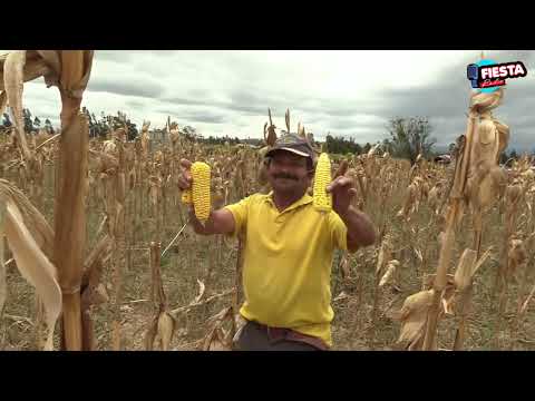 CULTIVO DE MAIZ SIMIJACA CUNDINAMARCA