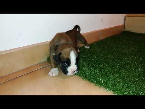 Grea vrh A 18 den štěně 5   fena   hnědý obojek