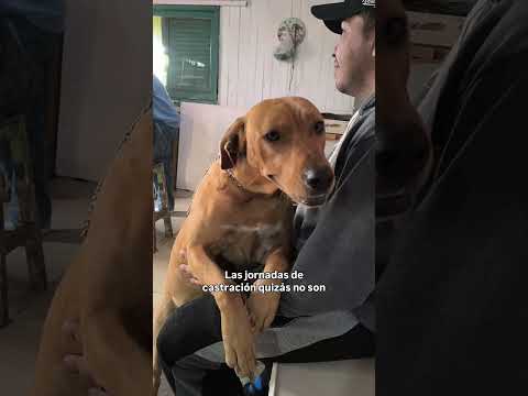 Jornada de castración, en el refugio de animales De Paso Patitas, en Saladas, Corrientes, Argentina