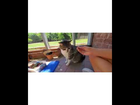 Crystal the Pet Nanny. LLC video.