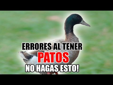 , title : 'PATOS - ❌ Errores al Tener Patos, No Hagas ESTO!'