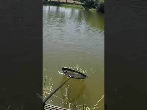 Big Tench Bite! #shorts #tench #fishing #tenchfishing