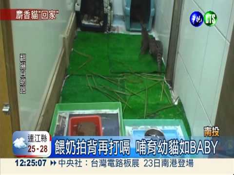 麝香貓成長日記 網友驚呼太可愛