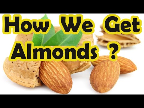 Almond Farming And Cultivation || How We Get Almonds || Almond Cultivation Technology And Harvest