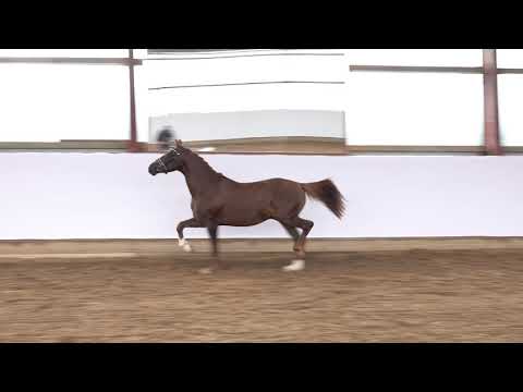 VALVERDE 3j. Dunkelfuchshengst v. Valdez HS - Derbino