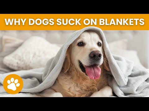 YouTube video about: Why do dogs love soft blankets?