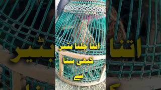 Download lagu Quail sound,batair ki awaz,bird sound,wild quail sound,#shorts mp3