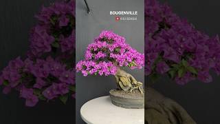 Download lagu Beautiful Pink Bougainvillea mp3